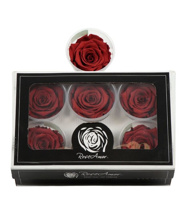 Rosa Preserved Ll Grp 01 ( x 6 )