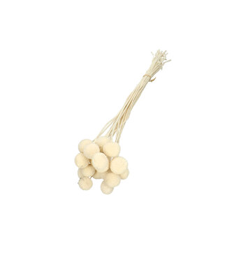 4A Craspedia blanche séchée | Fleurs séchées Craspedia | Longueur 50 centimètres | 20 tiges par bouquet | Par bouquet