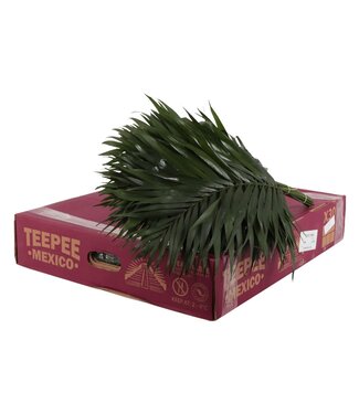AD Teepee ( x 1 )