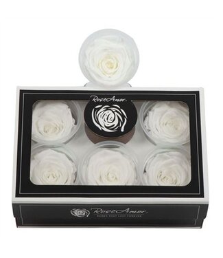 AD Rosa Preserved Xl Whi 01 ( x 6 )