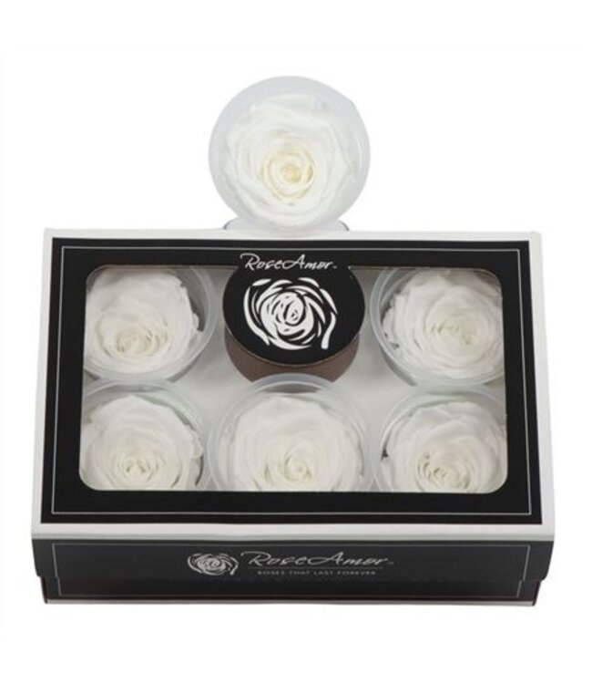 Rosa Preserved Xl Whi 01 ( x 6 )