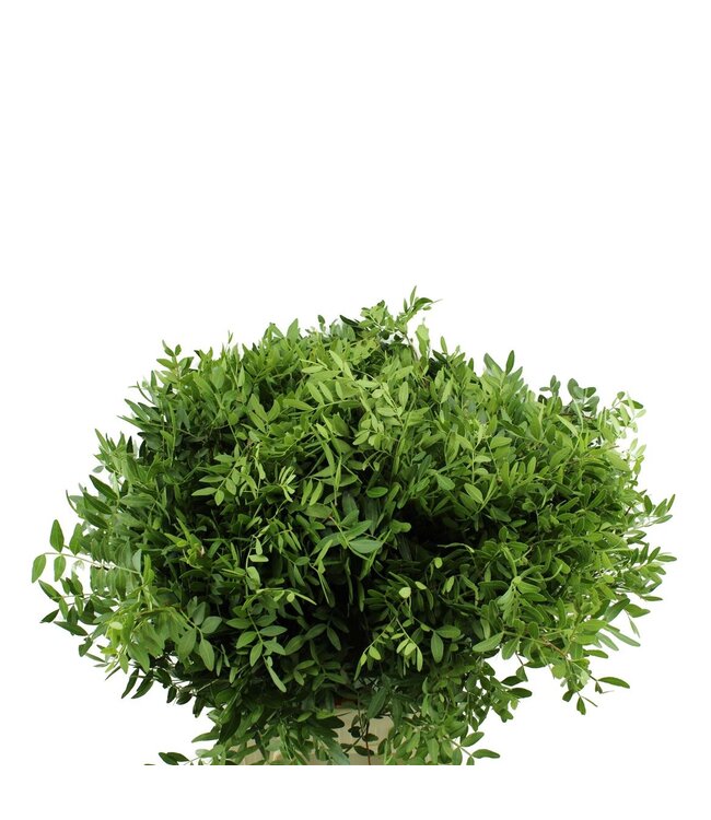 Pistacia ( x 10 )