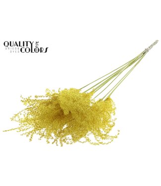 QC Miscanthus 5 pcs/bunch Yellow | Per 10 stuks