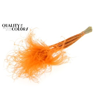 QC Stypha Penata 10 tufts per bunch Pastel Orange ( x 10 )