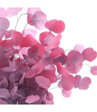 AD Populus Gepreserveerd Rood ( x 10 )