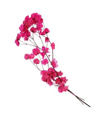 4A Bougainvilliers séchés couleur cerise | Fleurs séchées de Bougainvillier | Longueur 45-55 centimètres | Par bouquet