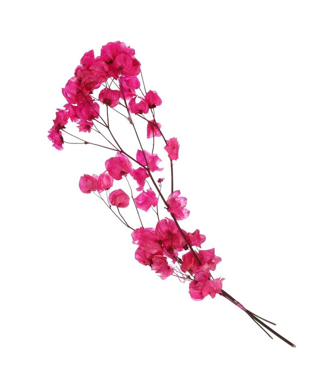 Bougainvilliers séchés couleur cerise | Fleurs séchées de Bougainvilliers | Longueur 45-55 centimètres | À commander par bouquet