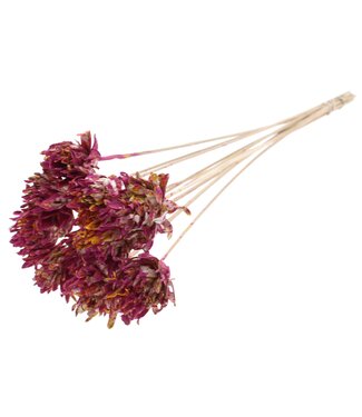 QC Shola Slice Pine 6cm on stem Multicolour Cerise/Yellow | Per 50 stuks