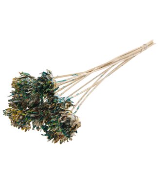 QC Shola Slice Pine 6cm on stem Multicolour Green/Yellow | Per 50 stuks