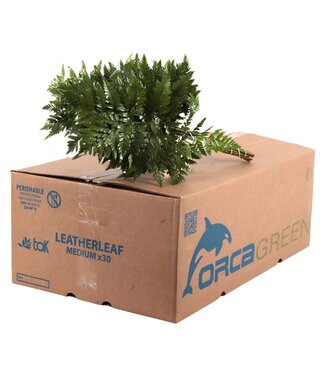 AD Lederv. Medium Orca ( x 30 )