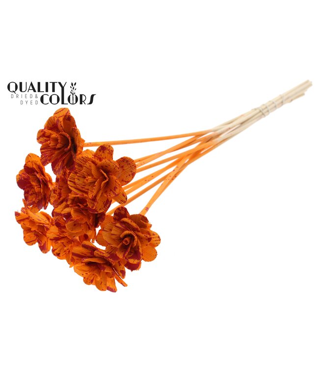 Beetal Rose 6cm on stem Splashed Orange/Red ( x 50 )