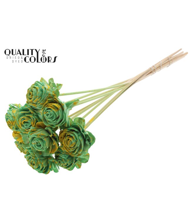 Shola Beauty Rose 6cm on stem Splashed Mint/Yellow ( x 50 )