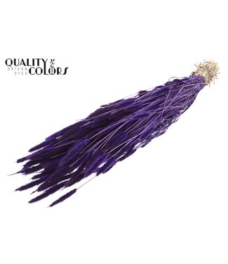 QC Polypogon per bunch Purple ( x 30 )