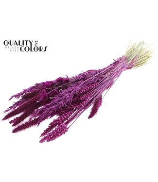 QC Dried Flower mix bunch Lilac ( x 6 )