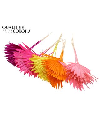 QC Feuille de Palmier Séchée | Palm Sun Spear Intense Mix | Par 50 pièces