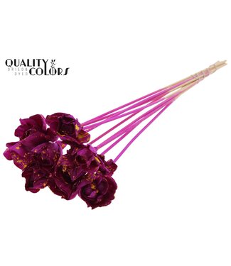 QC Shola Dear Holly 6cm on stem Splashed Lilac/Yellow ( x 50 )