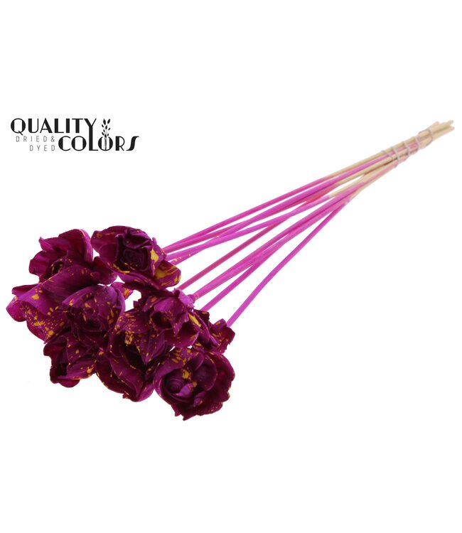 Shola Dear Holly 6cm on stem Splashed Lilac/Yellow ( x 50 )