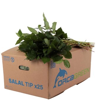 AD Salal Tip Orca ( x 25 )