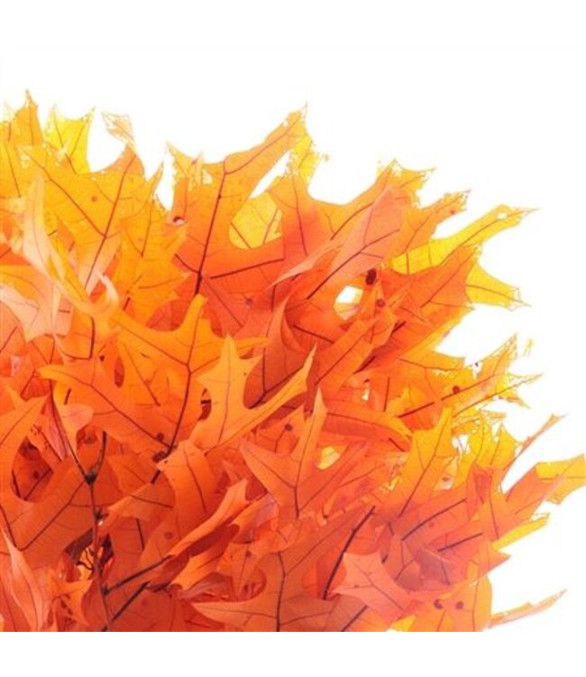 Eik Gepreserveerd Mango ( x 10 )