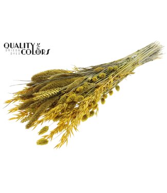 QC Dried Flower mix bunch Yellow ( x 6 )
