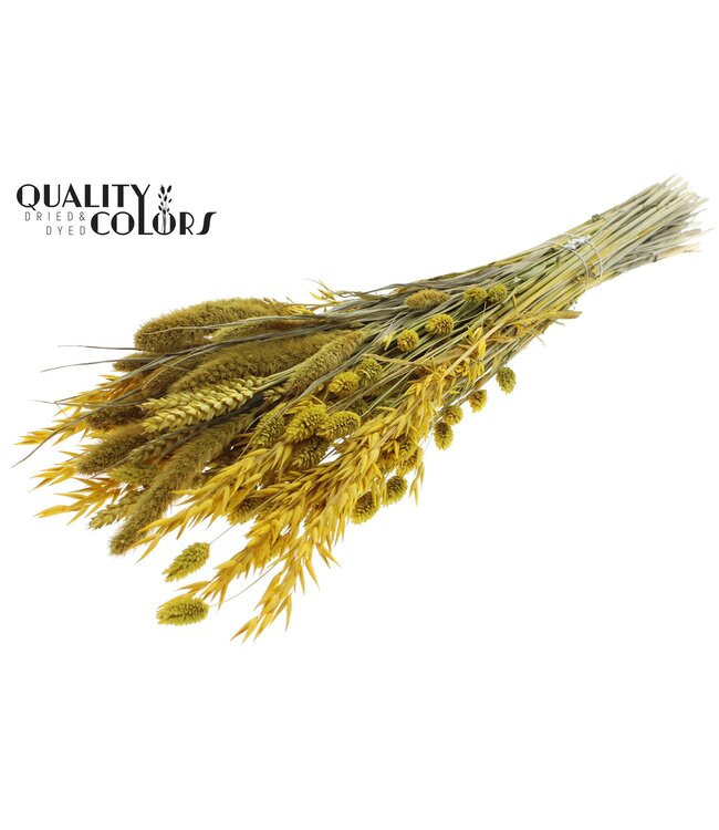 Dried Flower mix bunch Yellow ( x 6 )
