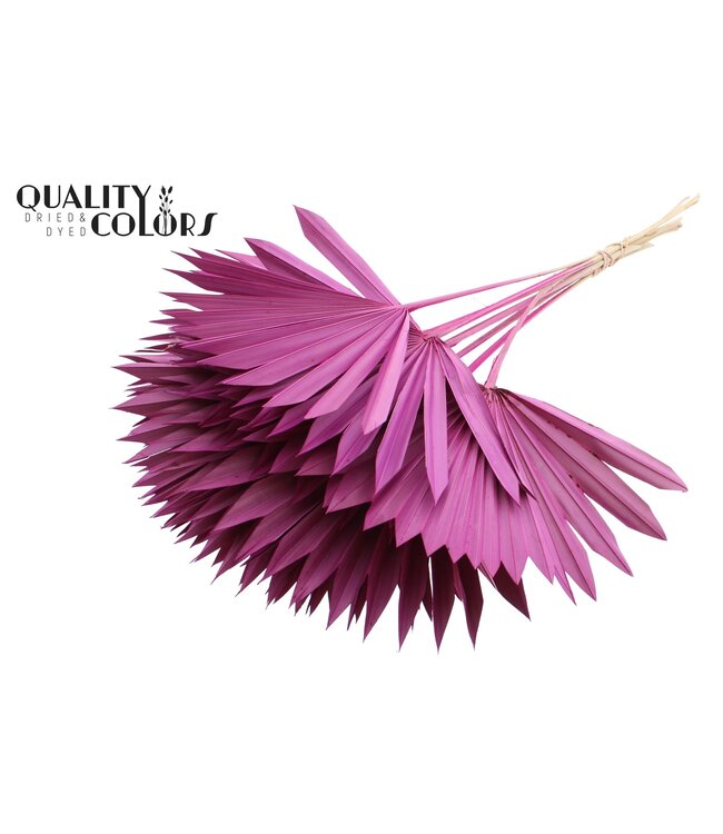 Feuille de palmier séchée | Lance de soleil palmier lilas | À commander par 50 pièces