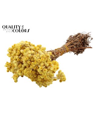 QC Immortelle per bunch Natural | Per 10 stuks