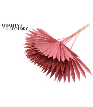 QC Gedrood Palmblad | Palm Sun Spear Koraalkleurig | Per 50 stuks