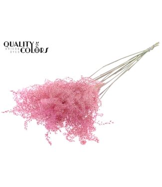 QC Miscanthus 5 pcs/bunch Light Pink | Per 10 stuks