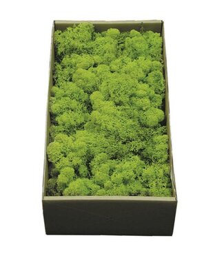 LDD Reindeer moss preserved green | Per 6 stuks