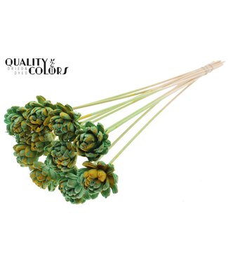 QC Shola New Beauty Rose 6cm on stem Splashed Mint/Yellow ( x 50 )