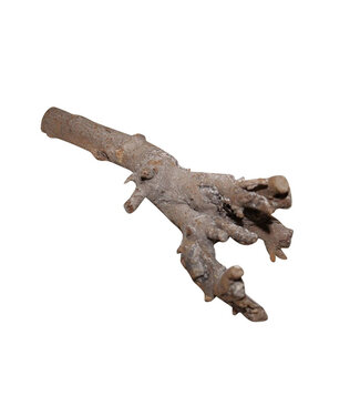 4A Natural Brown Dried Kuwa Root Deco | Length 40 centimetres | Per piece