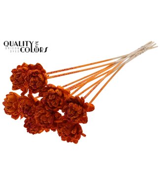 QC Shola New Beauty Rose 6cm on stem Splashed Orange/Red ( x 50 )