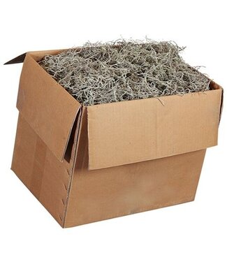 AD Tillandsia Grof ( x 1 )