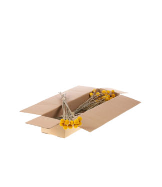 LDD Craspedia extra 10pc SB natural yellow ( x 5 )