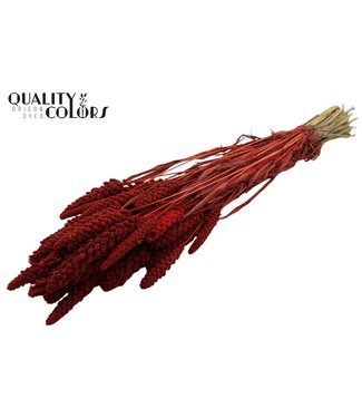 QC Gierst per bunch Red ( x 15 )