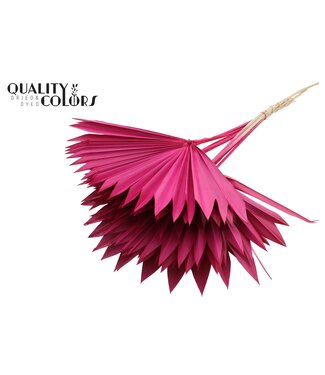 QC Gedrood Palmblad | Palm Sun Spear Cerise | Per 50 stuks