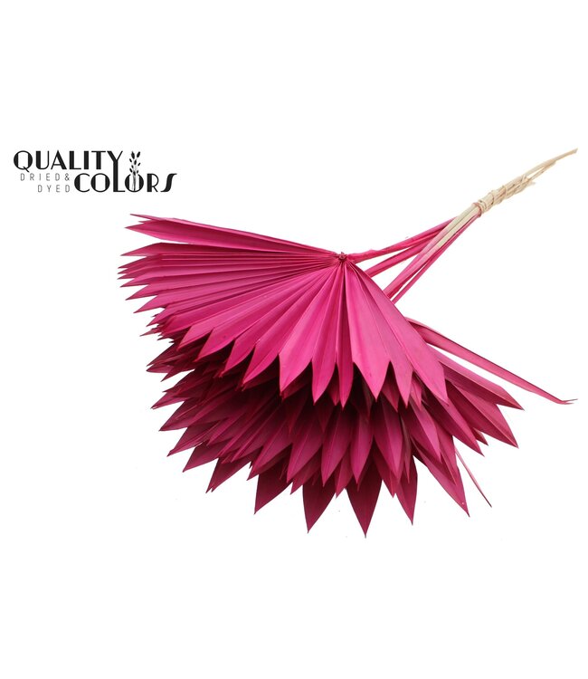 Gedrood Palmblad | Palm Sun Spear Cerise | Per 50 stuks te bestellen