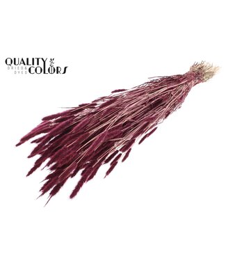 QC Polypogon per bunch Burgundy ( x 30 )