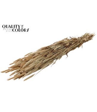 QC Polypogon per bunch Natural ( x 6 )