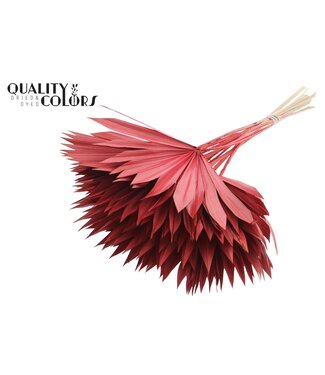 QC Gedrood Palmblad | Palm Sun Spear Rood | Per 50 stuks