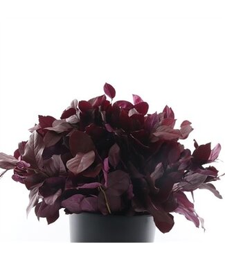 AD Salal Tip Gepreserveerd ( x 10 )