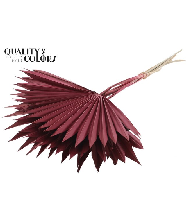 Sun Spear per stem Burgundy ( x 50 )