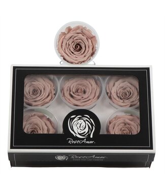 AD Rosa Preserved Ll Cho 89 | Per 6 stuks