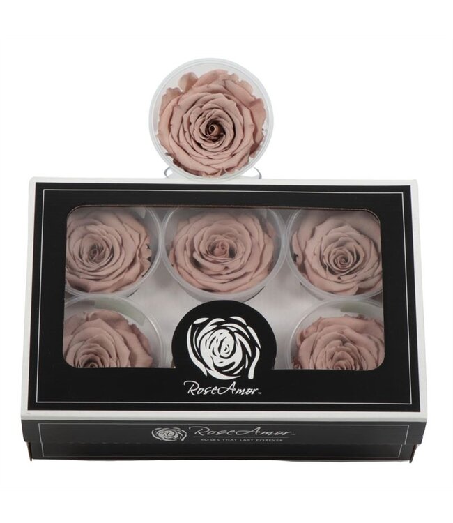 Rosa Preserved Ll Cho 89 ( x 6 )