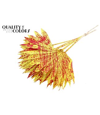 QC Gedrood Palmblad | Palm Sun Spear Splashed Geel Rood | Per 50 stuks