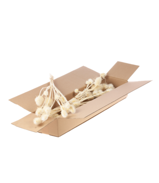 LDD Chardon 55cm SB bleached white ( x 3 )