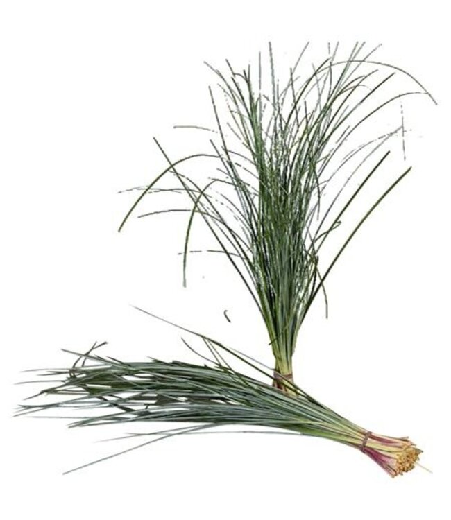 Beregras ( x 1 )