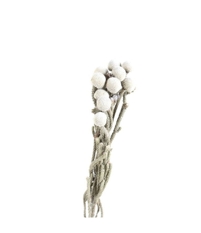 Allerheiligen Brunia 40cm x3 ( x 1 )