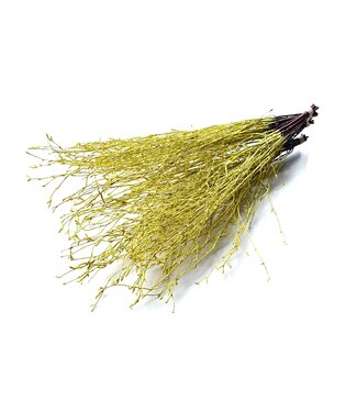 QC Birch 70cm 10stems per bunch Light Yellow ( x 10 )
